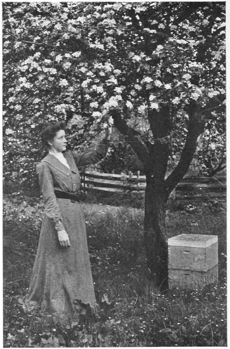 A woman stands under an apple tree in full blossom. She is wearing a long sleeve full length dress, and her arm reaches up to the branches. A story hive with lid on, sits at the base of the tree.