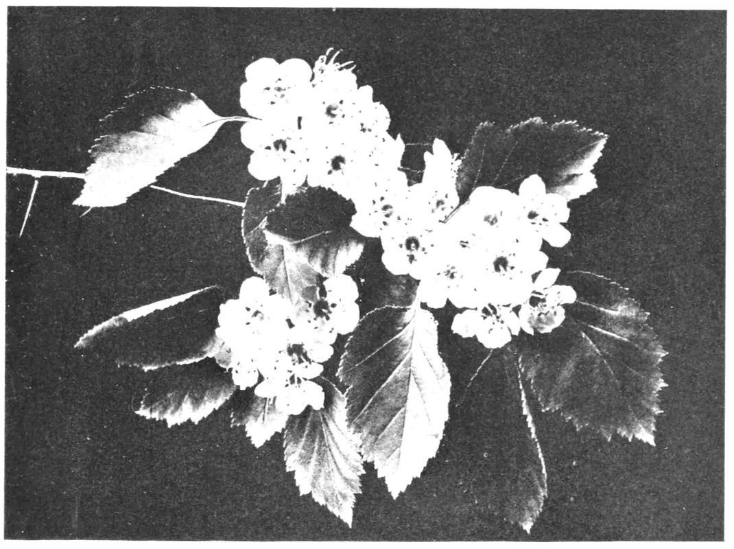 Close up view of thorn-apple blossoms on the branch.