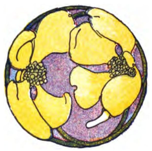 This image shows a
decorative circular illustration with stylized yellow flowers.
Each flower has a textured center of small green dotted circles.