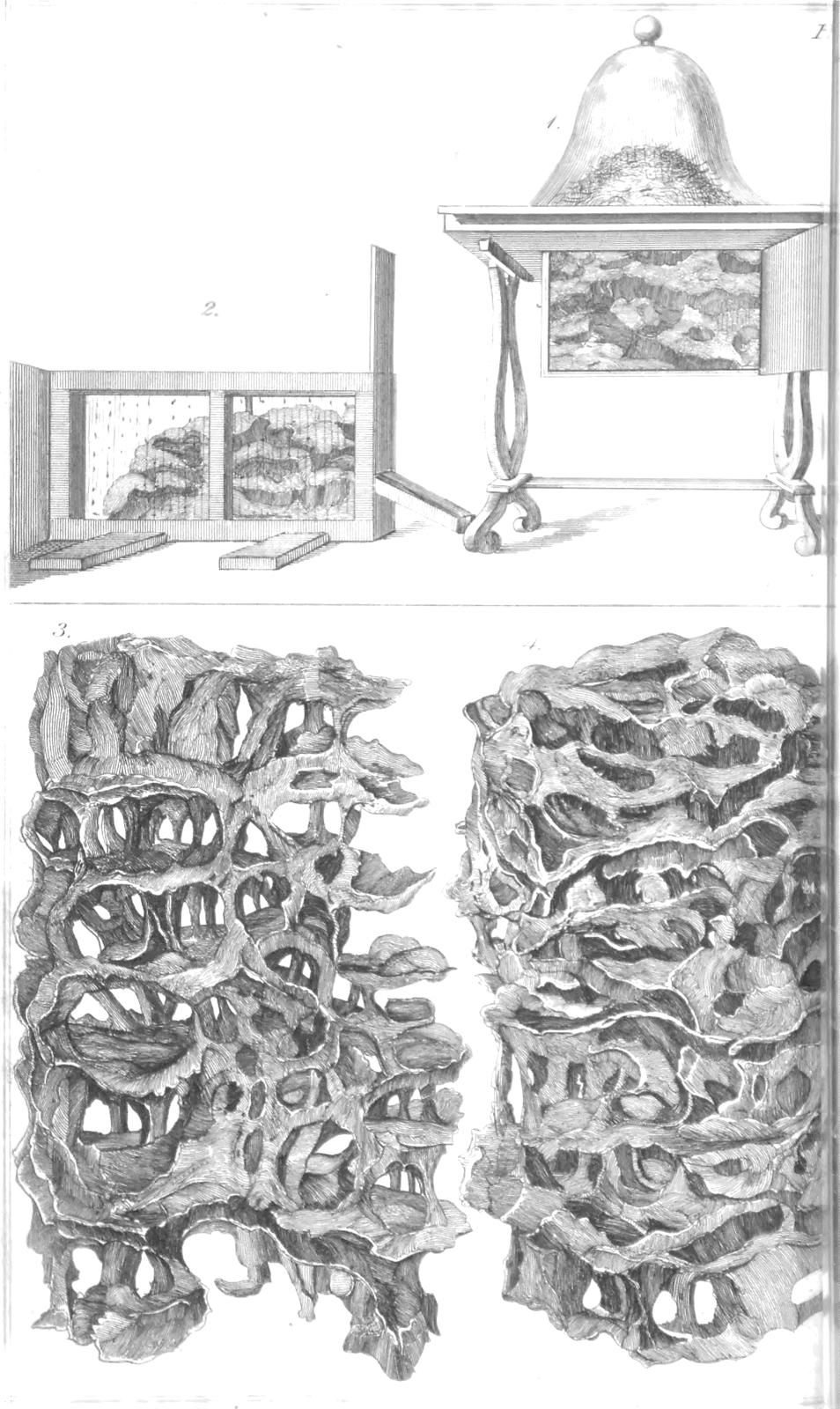 (Ant Habitats)