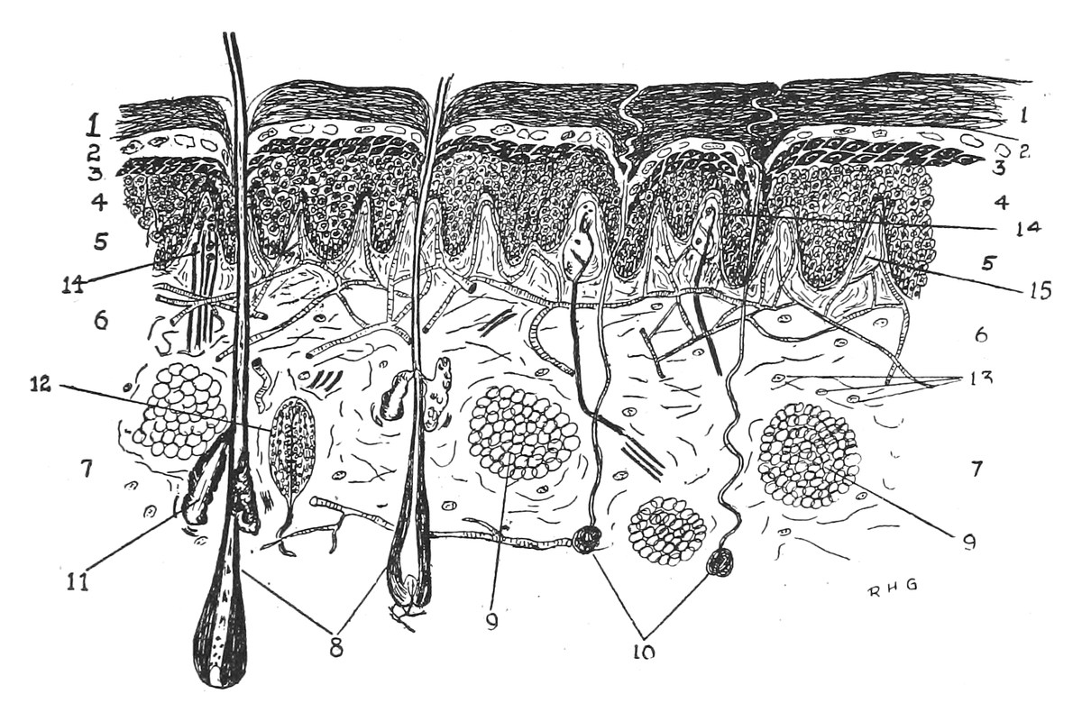 diagram showing components of the skin