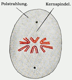 Fig. 10.