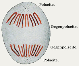 Fig. 14.