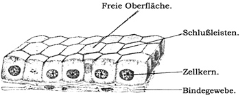 Fig. 21.