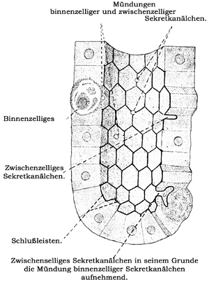 Fig. 32.