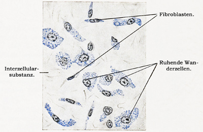 Fig. 42.
