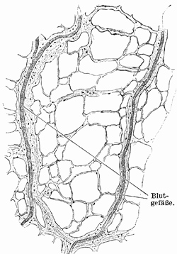Fig. 48.