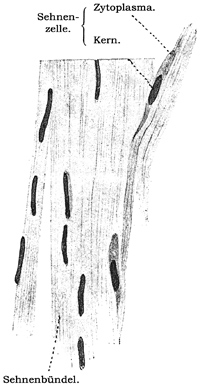 Fig. 50.
