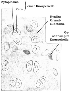 Fig. 59.