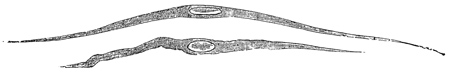 Fig. 71.