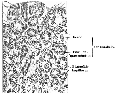 Fig. 75.