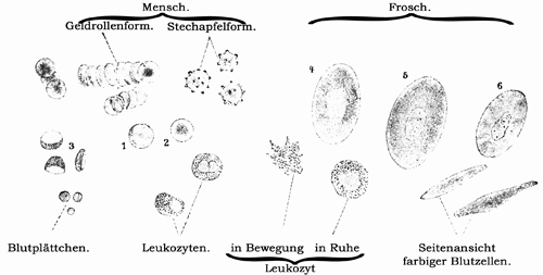 Fig. 98.