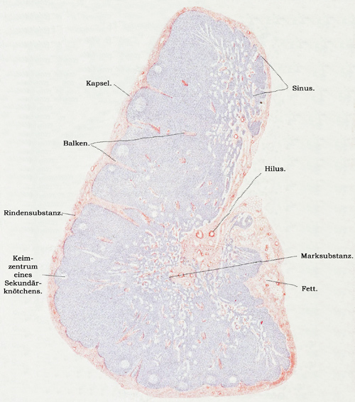 Fig. 114.