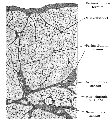 Fig. 124.