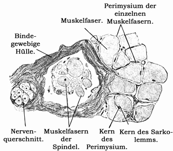 Fig. 125.
