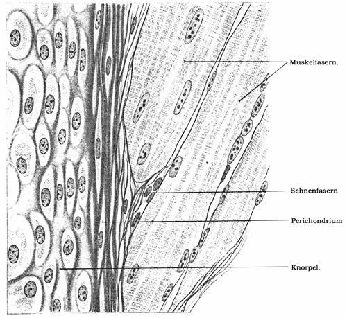 Fig. 126.