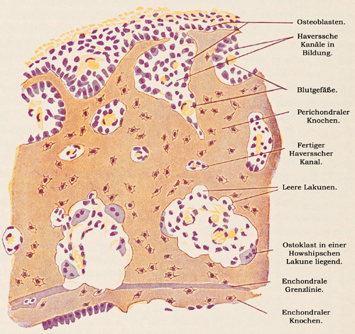 Fig. 128.