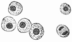 Fig. 138.