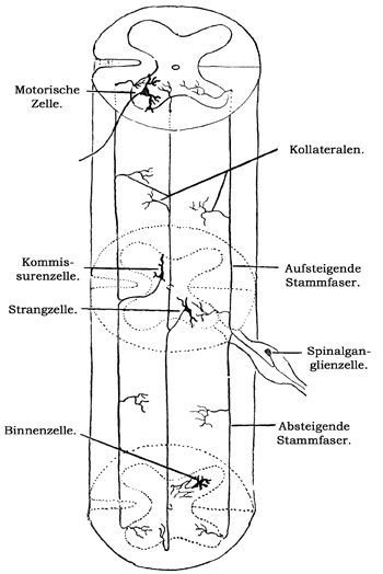 Fig. 145.