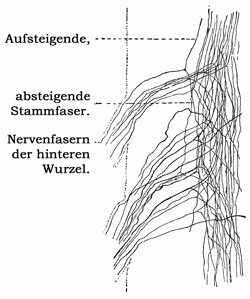 Fig. 146.