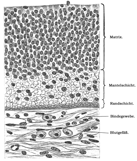 Fig. 149.