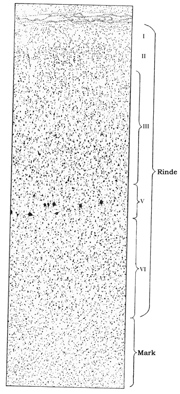 Fig. 153.