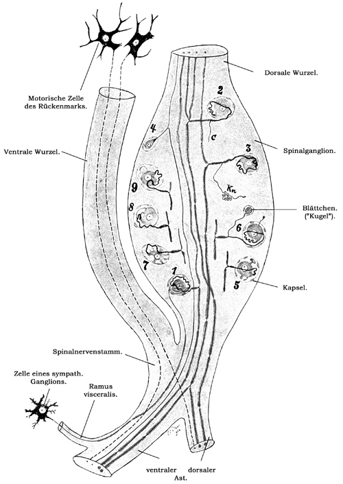 Fig. 166.