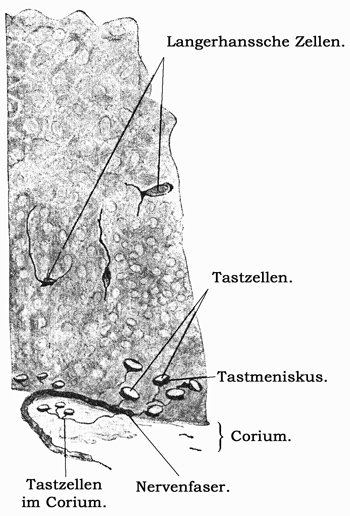 Fig. 171.
