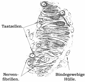 Fig. 172.