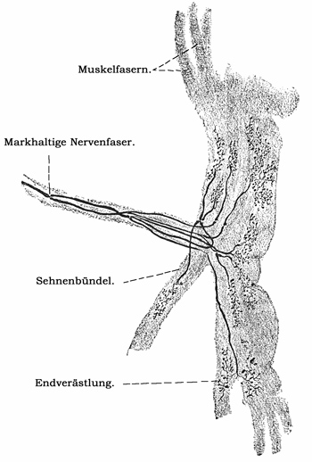 Fig. 174.