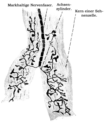 Fig. 175.