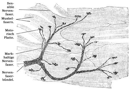 Fig. 177.