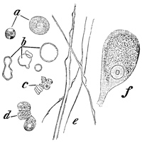 Fig. 180.