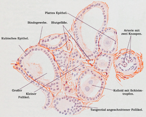 Fig. 181.