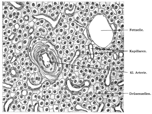 Fig. 182.