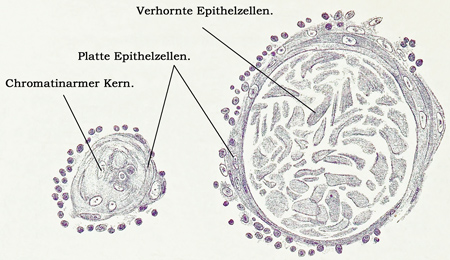 Fig. 184.