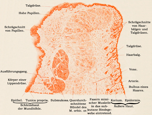 Fig. 194.