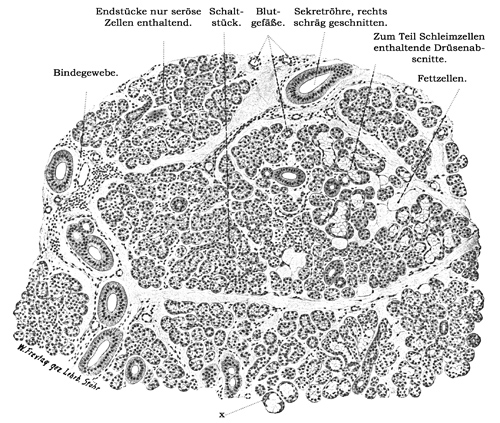 Fig. 204.