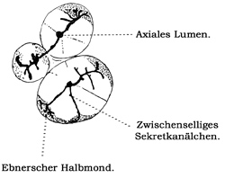 Fig. 206.