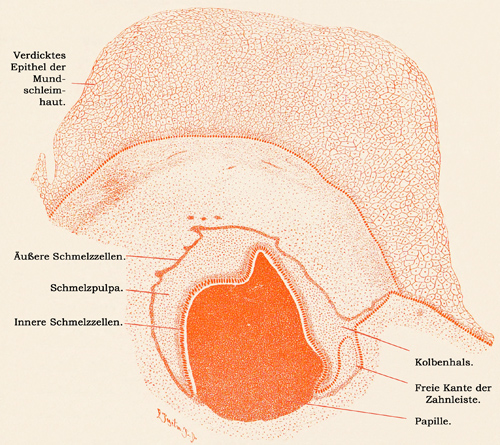 Fig. 211.