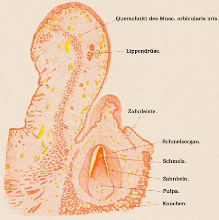 Fig. 212.