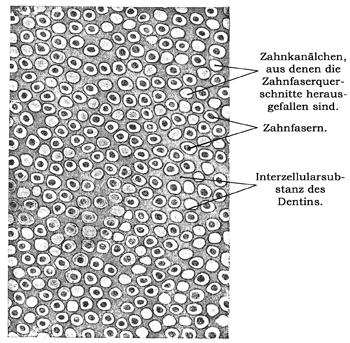 Fig. 215.
