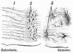 Fig. 218.