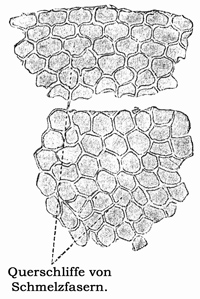 Fig. 220.