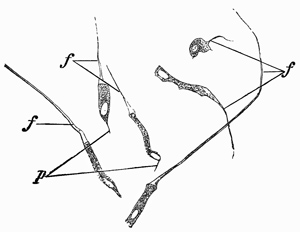 Fig. 221.