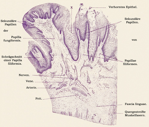 Fig. 223.