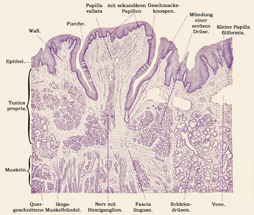 Fig. 224.