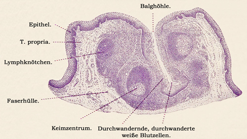 Fig. 225.