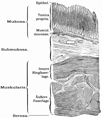 Fig. 229.