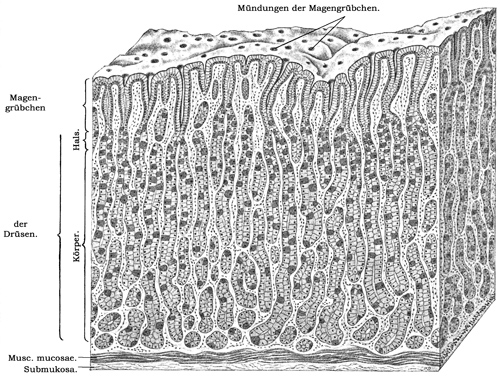 Fig. 230.